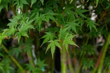 Japanischer Ahorn Acer palmatum Mehrstämmig 200-250 T Acer palmatum Mehrstämmig 200-250