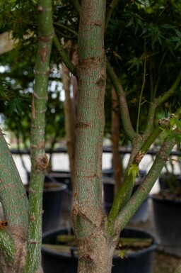 Japanischer Ahorn Acer palmatum Mehrstämmig 200-250 T Acer palmatum Mehrstämmig 200-250