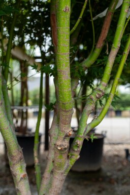 Japanischer Ahorn Acer palmatum Mehrstämmig 200-250 T Acer palmatum Mehrstämmig 200-250