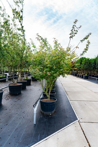 Japanischer Ahorn Acer palmatum 'Atropurpureum' Mehrstämmig 200-250 T Acer palmatum 'Atropurpureum' Mehrstämmig 200-250