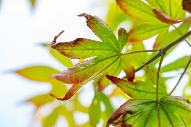 Japanischer Ahorn Acer palmatum 'Atropurpureum' Mehrstämmig Acer palmatum 'Atropurpureum' Mehrstämmig