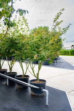 Japanischer Ahorn Acer palmatum 'Atropurpureum' Mehrstämmig 200-250 T Acer palmatum 'Atropurpureum' Mehrstämmig 200-250