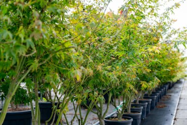 Japanischer Ahorn Acer palmatum 'Atropurpureum' Mehrstämmig 200-250 T Acer palmatum 'Atropurpureum' Mehrstämmig 200-250