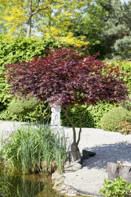 Japanischer Ahorn Acer palmatum 'Atropurpureum' Mehrstämmig 200-250 T Acer palmatum 'Atropurpureum' Mehrstämmig 200-250