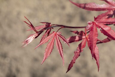 Fächer-Ahorn Acer palmatum 'Bloodgood' Acer palmatum 'Bloodgood'