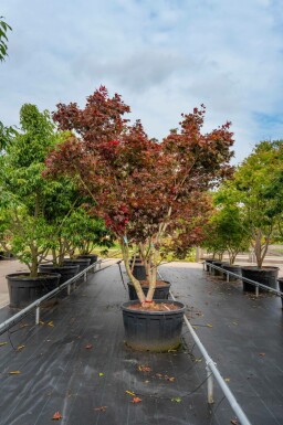 Fächer-Ahorn Acer palmatum 'Bloodgood' Mehrstämmig Acer palmatum 'Bloodgood' Mehrstämmig
