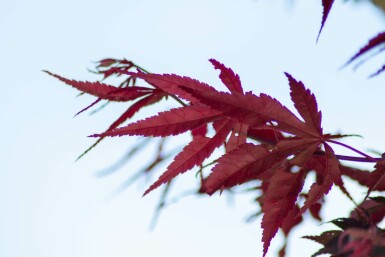 Fächer-Ahorn Acer palmatum 'Bloodgood' Mehrstämmig Acer palmatum 'Bloodgood' Mehrstämmig