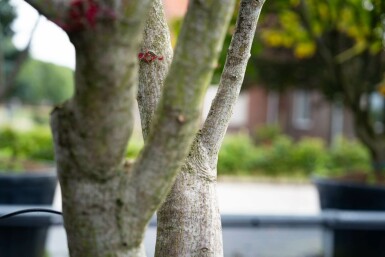 Fächer-Ahorn Acer palmatum 'Bloodgood' Mehrstämmig 350-400 T Acer palmatum 'Bloodgood' Mehrstämmig 350-400