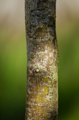 Fächer-Ahorn Acer palmatum 'Bloodgood' Mehrstämmig 350-400 T Acer palmatum 'Bloodgood' Mehrstämmig 350-400