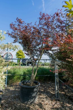 Fächer-Ahorn Acer palmatum 'Bloodgood' Mehrstämmig 350-400 T Acer palmatum 'Bloodgood' Mehrstämmig 350-400