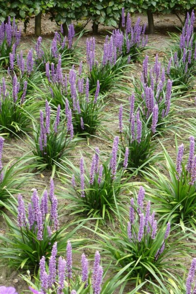 Lilientraube Liriope muscari 'Moneymaker' 5-10 Topf 9x9 cm (P9) Liriope muscari 'Moneymaker'