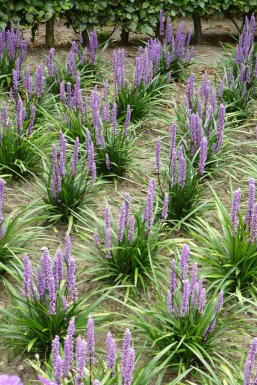 Lilientraube Liriope muscari 'Moneymaker' 5-10 Topf 9x9 cm (P9) Liriope muscari 'Moneymaker'