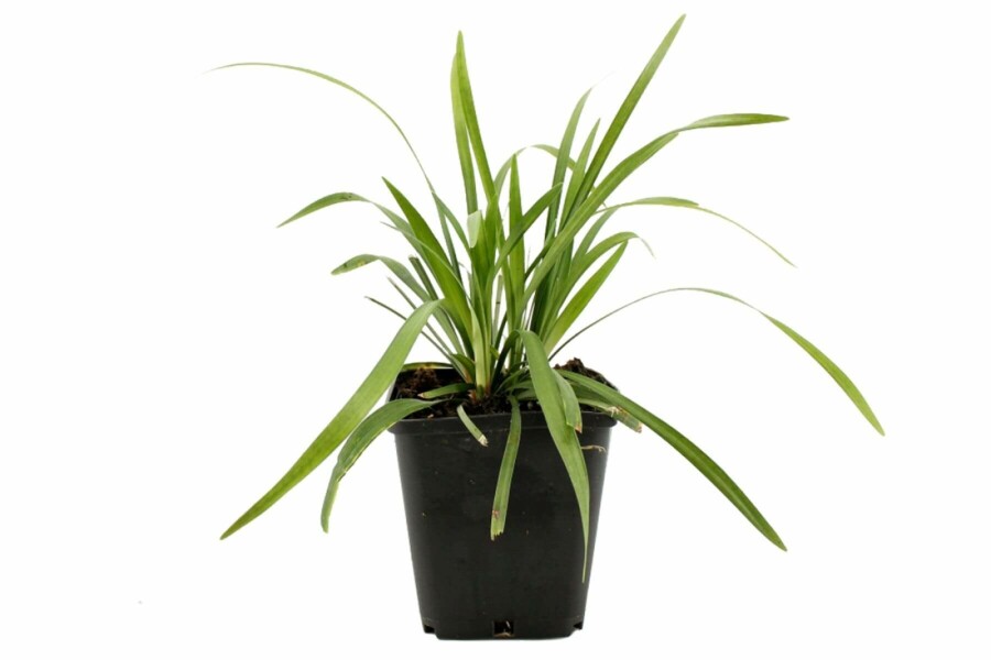Lilientraube Liriope muscari 'Moneymaker' 5-10 Topf 9x9 cm (P9) Liriope muscari 'Moneymaker'