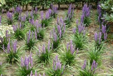 Lilientraube Liriope muscari 'Moneymaker' 5-10 Topf 9x9 cm (P9)