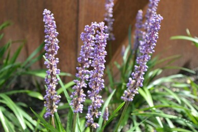 Lilientraube Liriope muscari 'Moneymaker' 5-10 Topf 9x9 cm (P9) Liriope muscari 'Moneymaker'
