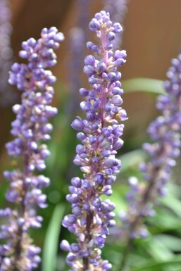 Lilientraube Liriope muscari 'Moneymaker' 5-10 Topf 9x9 cm (P9) Liriope muscari 'Moneymaker'