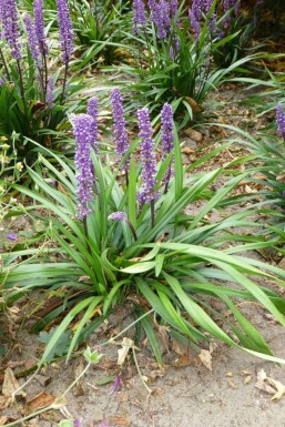 Lilientraube Liriope muscari 'Moneymaker' 5-10 Topf 9x9 cm (P9) Liriope muscari 'Moneymaker'