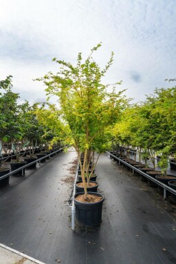 Fächer-Ahorn Acer palmatum 'Ôsakazuki' Mehrstämmig Acer palmatum 'Ôsakazuki' Mehrstämmig