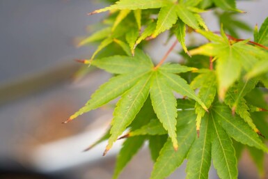 Fächer-Ahorn Acer palmatum 'Ôsakazuki' Mehrstämmig Acer palmatum 'Ôsakazuki' Mehrstämmig