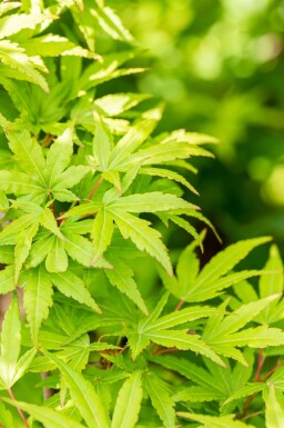 Fächer-Ahorn Acer palmatum 'Sangokaku' Mehrstämmig 200-250 T Acer palmatum 'Sangokaku' Mehrstämmig 200-250