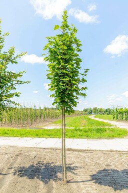 Spitz-Ahorn Acer platanoides Hochstamm Acer platanoides Hochstamm