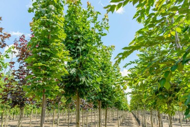 Spitz-Ahorn Acer platanoides Hochstamm Acer platanoides Hochstamm