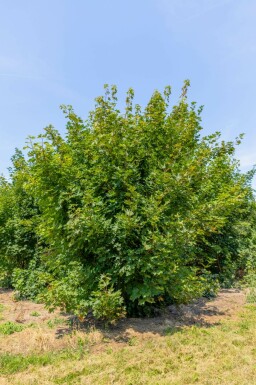 Spitz-Ahorn Acer platanoides Mehrstämmig Acer platanoides Mehrstämmig