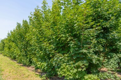 Spitz-Ahorn Acer platanoides Mehrstämmig Acer platanoides Mehrstämmig