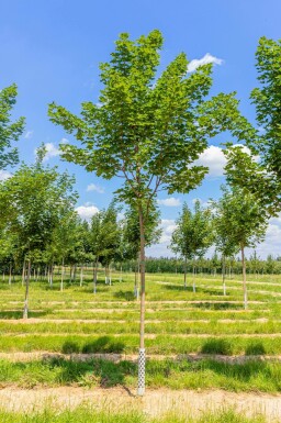 Spitz-Ahorn Acer platanoides 'Cleveland' Acer platanoides 'Cleveland'