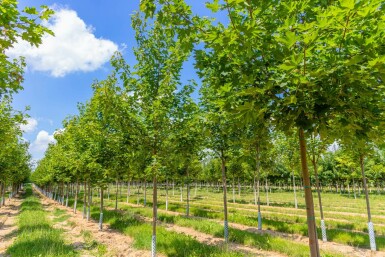 Spitz-Ahorn Acer platanoides 'Cleveland' Acer platanoides 'Cleveland'