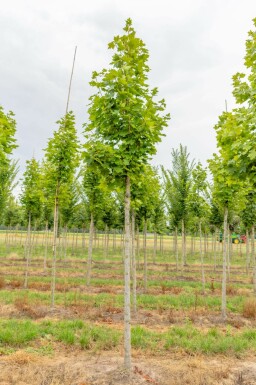 Spitz-Ahorn Acer platanoides 'Cleveland' Hochstamm Acer platanoides 'Cleveland' Hochstamm