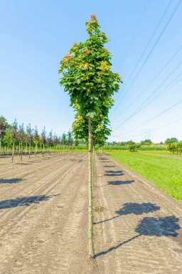 Spitz-Ahorn Acer platanoides 'Columnare' Hochstamm Acer platanoides 'Columnare' Hochstamm