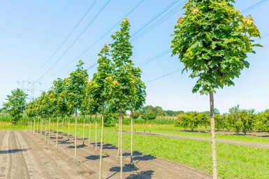 Spitz-Ahorn Acer platanoides 'Columnare' Hochstamm Acer platanoides 'Columnare' Hochstamm