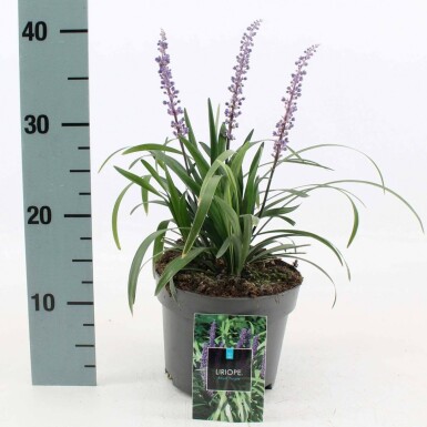 Lilientraube Liriope muscari 'Royal Purple' 10-15 Topf 2 ltr. (C2) Liriope muscari 'Royal Purple'