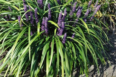 Lilientraube Liriope muscari 'Royal Purple' 10-15 Topf 2 ltr. (C2) Liriope muscari 'Royal Purple'