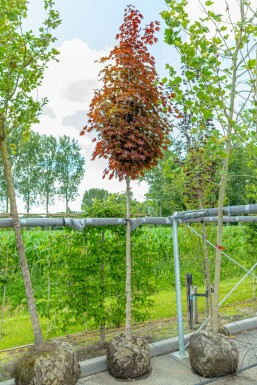 Spitz-Ahorn Acer platanoides 'Crimson Sentry' Hochstamm Acer platanoides 'Crimson Sentry' Hochstamm