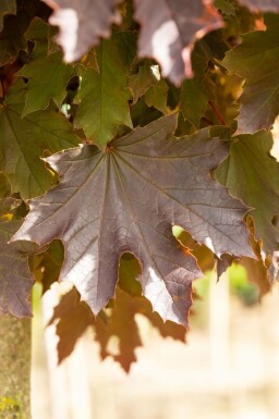 Spitz-Ahorn Acer platanoides 'Crimson Sentry' Halbstamm Stammumfang 6-8 Stammhöhe 120 T Acer plat. 'Crimson Sentry' Halbstamm 6/8 120cm Stamm