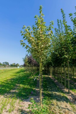 Spitz-Ahorn Acer platanoides 'Drummondii' Hochstamm Acer platanoides 'Drummondii' Hochstamm