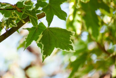 Spitz-Ahorn Acer platanoides 'Drummondii' Hochstamm Acer platanoides 'Drummondii' Hochstamm