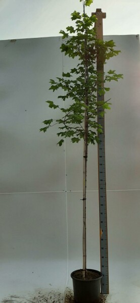 Spitz-Ahorn Acer platanoides 'Emerald Queen' Hochstamm Stammumfang 8-10 T Acer platanoides 'Emerald Queen' Hochstamm 8/10