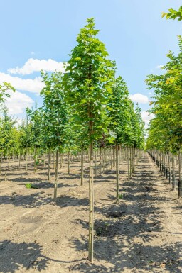 Spitz-Ahorn Acer platanoides 'Emerald Queen' Hochstamm Acer platanoides 'Emerald Queen' Hochstamm