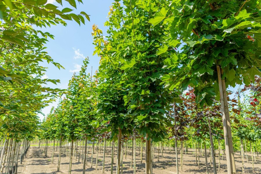Spitz-Ahorn Acer platanoides 'Emerald Queen' Hochstamm Stammumfang 8-10 T Acer platanoides 'Emerald Queen' Hochstamm 8/10