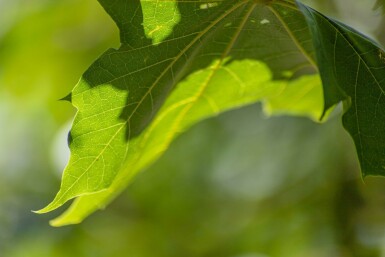 Spitz-Ahorn Acer platanoides 'Emerald Queen' Hochstamm Stammumfang 8-10 T Acer platanoides 'Emerald Queen' Hochstamm 8/10