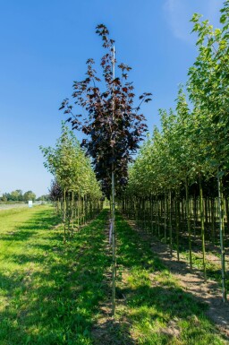 Spitz-Ahorn Acer platanoides 'Faassen's Black' Hochstamm Acer platanoides 'Faassen's Black' Hochstamm