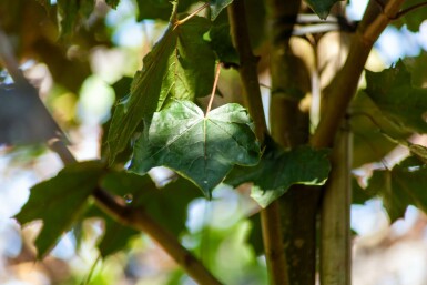 Spitz-Ahorn Acer platanoides 'Faassen's Black' Hochstamm Acer platanoides 'Faassen's Black' Hochstamm
