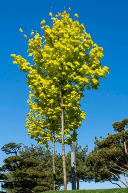 Spitz-Ahorn Acer platanoides 'Princeton Gold' Hochstamm Acer platanoides 'Princeton Gold' Hochstamm