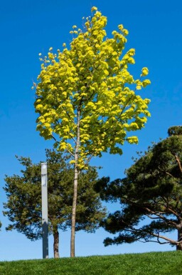 Spitz-Ahorn Acer platanoides 'Princeton Gold' Hochstamm Acer platanoides 'Princeton Gold' Hochstamm