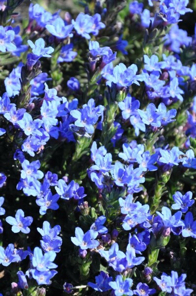 Steinsame Lithodora diffusa 'Heavenly Blue' 5-10 Topf 9x9 cm (P9) Lithodora diffusa 'Heavenly Blue'