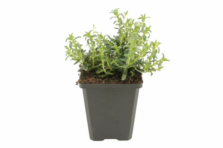 Steinsame Lithodora diffusa 'Heavenly Blue' 5-10 Topf 9x9 cm (P9) Lithodora diffusa 'Heavenly Blue'