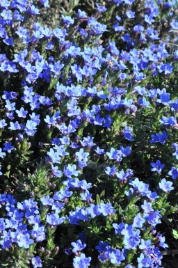 Steinsame Lithodora diffusa 'Heavenly Blue' 5-10 Topf 9x9 cm (P9) Lithodora diffusa 'Heavenly Blue'